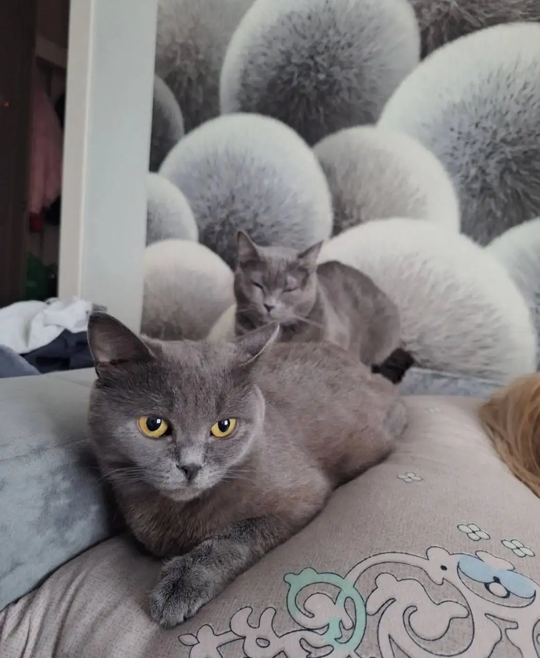 Пропала кошка Муся в Вольске - Потерянные животные (Животные) в Вольск