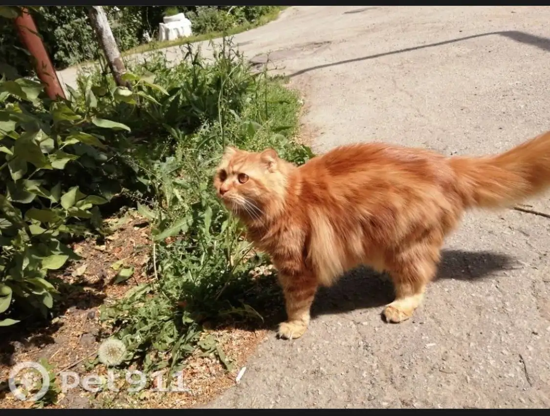 Пропал рыжий шотландский кот в Вольске - Кошки (Животные) в Вольск