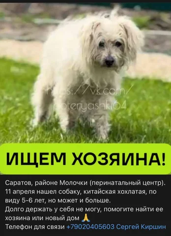 Потерявшаяся китайская хохлатая собака в Саратове - Животные в Саратов