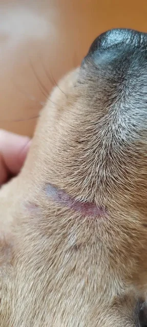 Экстренный сбор на передержку для Беляша - Животные в Саратов