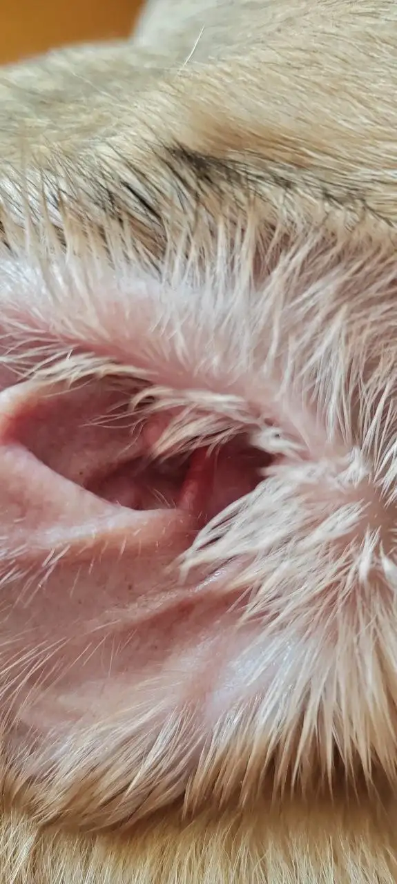 Экстренный сбор на передержку для Беляша - Передержка (Животные) в Саратов