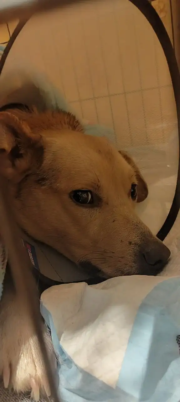 Экстренный сбор на передержку для Беляша - Передержка (Животные) в Саратов