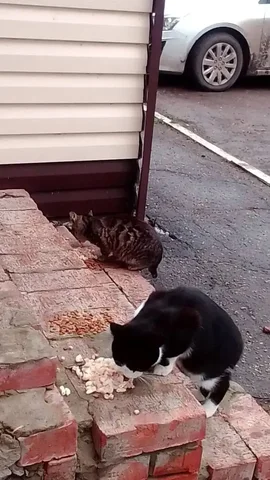 Спасение котенка в Саратове - Кошки в Саратов