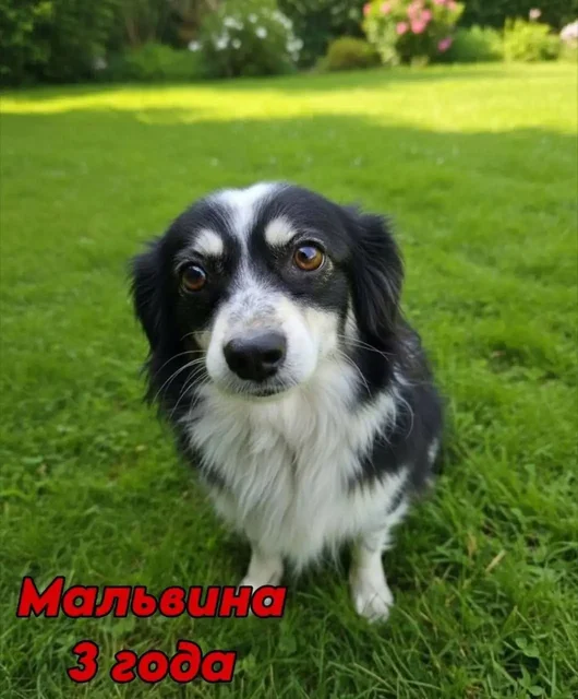 Ищем дом для Мальвины - Животные в Саратов