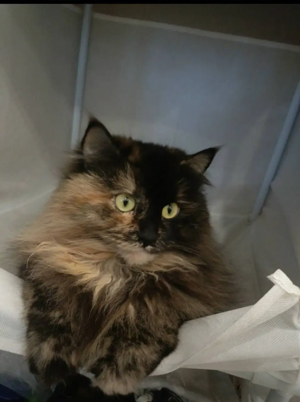 Поиск донора крови для кошки с лейкозом - Кошки (Животные) в Саратов