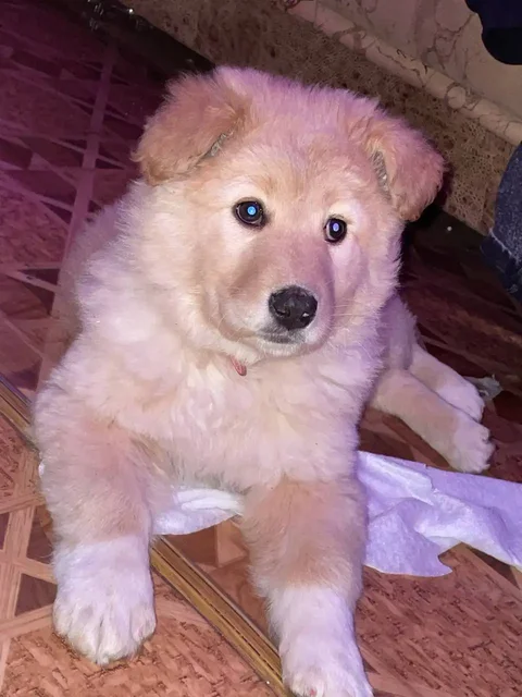 Пропала собака в поселке Анисовский (Энгельс) - Ветеринарные препараты в Энгельс