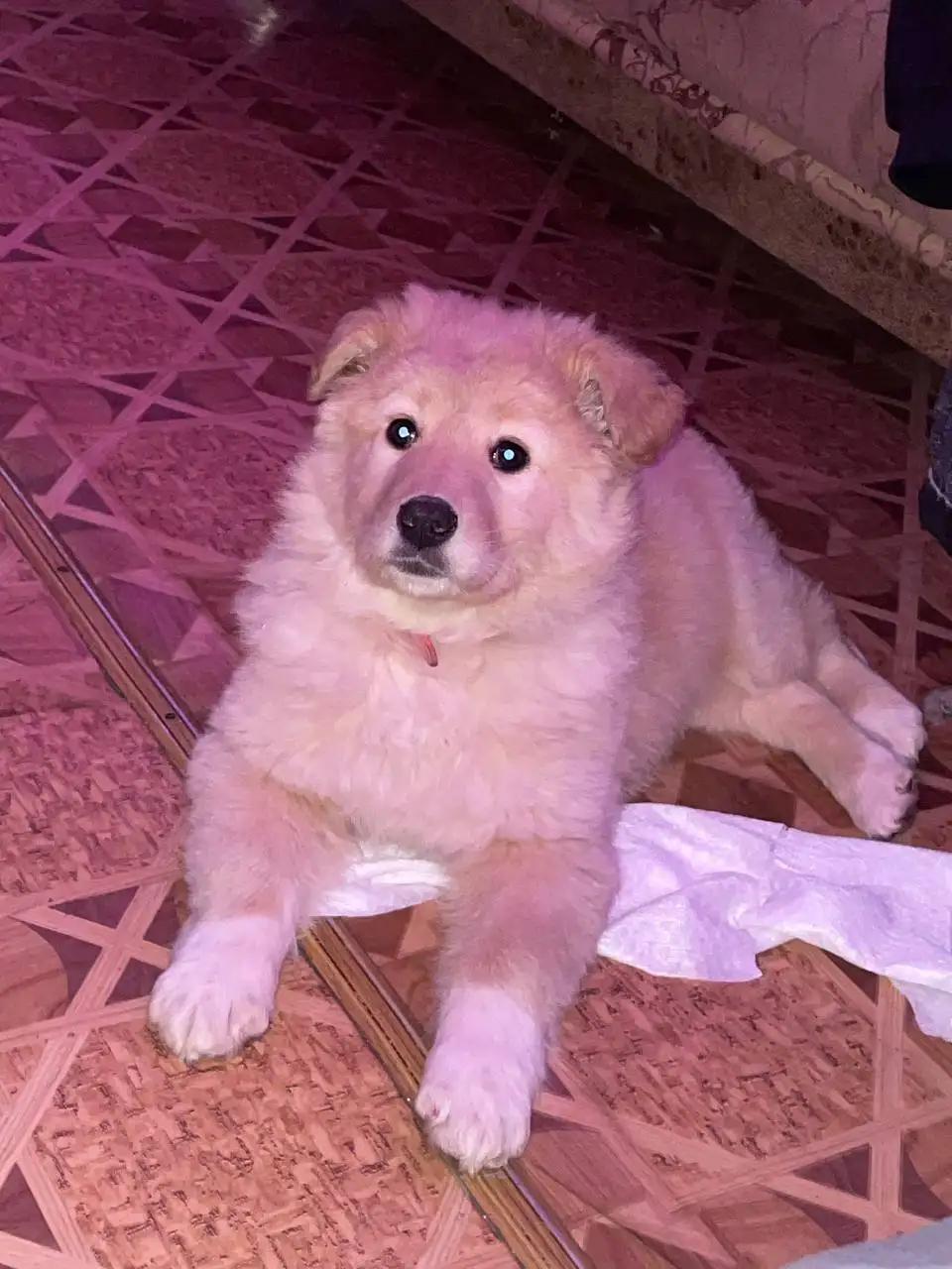 Пропала собака в поселке Анисовский (Энгельс) - Животные в Энгельс