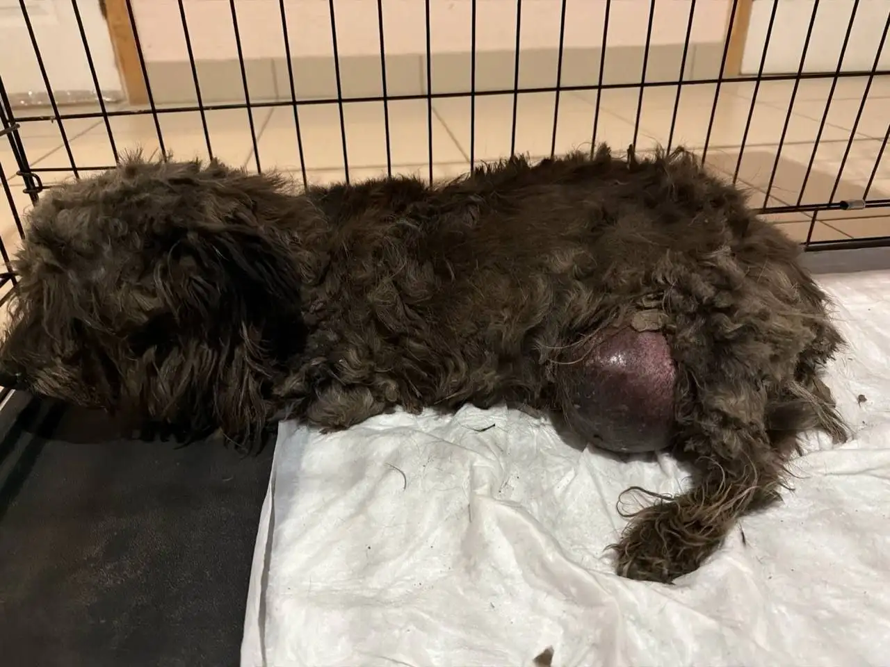 Нужна помощь машиной для собаки в Саратове - Услуги в Саратов