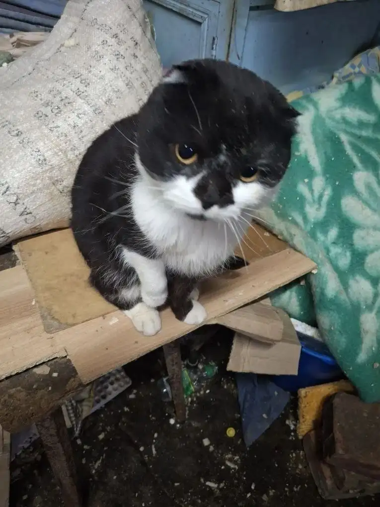 Вислоухий котик ищет дом - Кошки (Животные) в Калининск