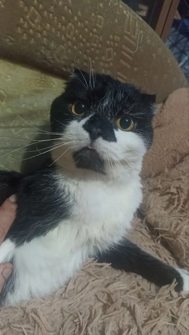 Вислоухий котик ищет дом - Кошки (Животные) в Калининск