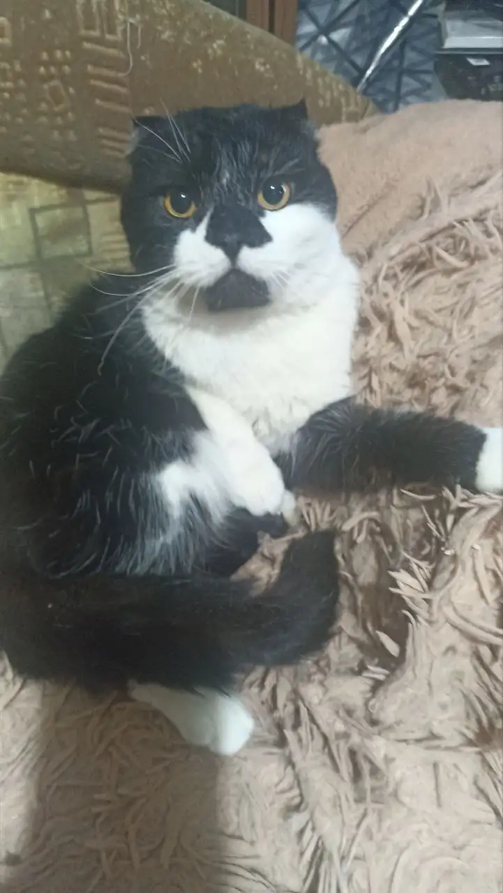 Вислоухий котик ищет дом - Кошки (Животные) в Калининск