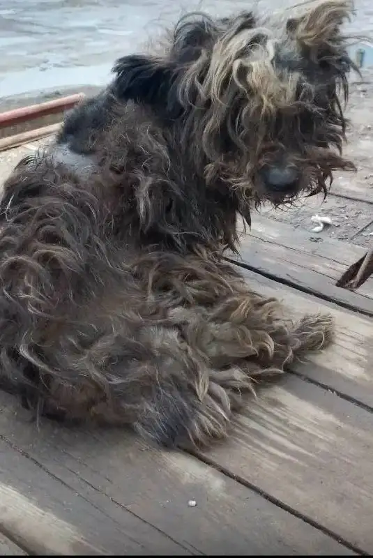 Сбор средств на операцию для собачки из Балаково - Собаки (Животные) в Балаково