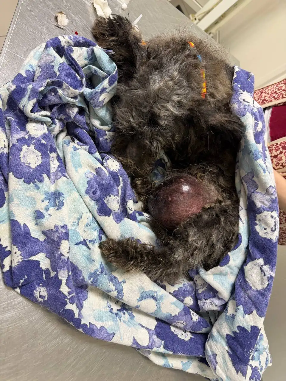 Сбор средств на операцию для собачки из Балаково - Собаки (Животные) в Балаково