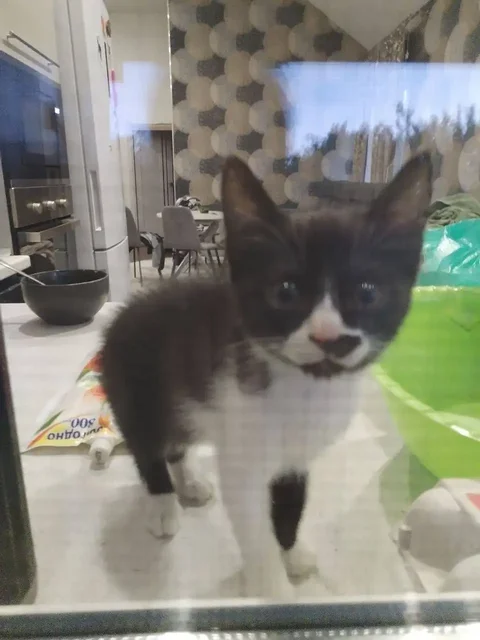 Пропала кошка Милка в Саратове - Кошки в Саратов