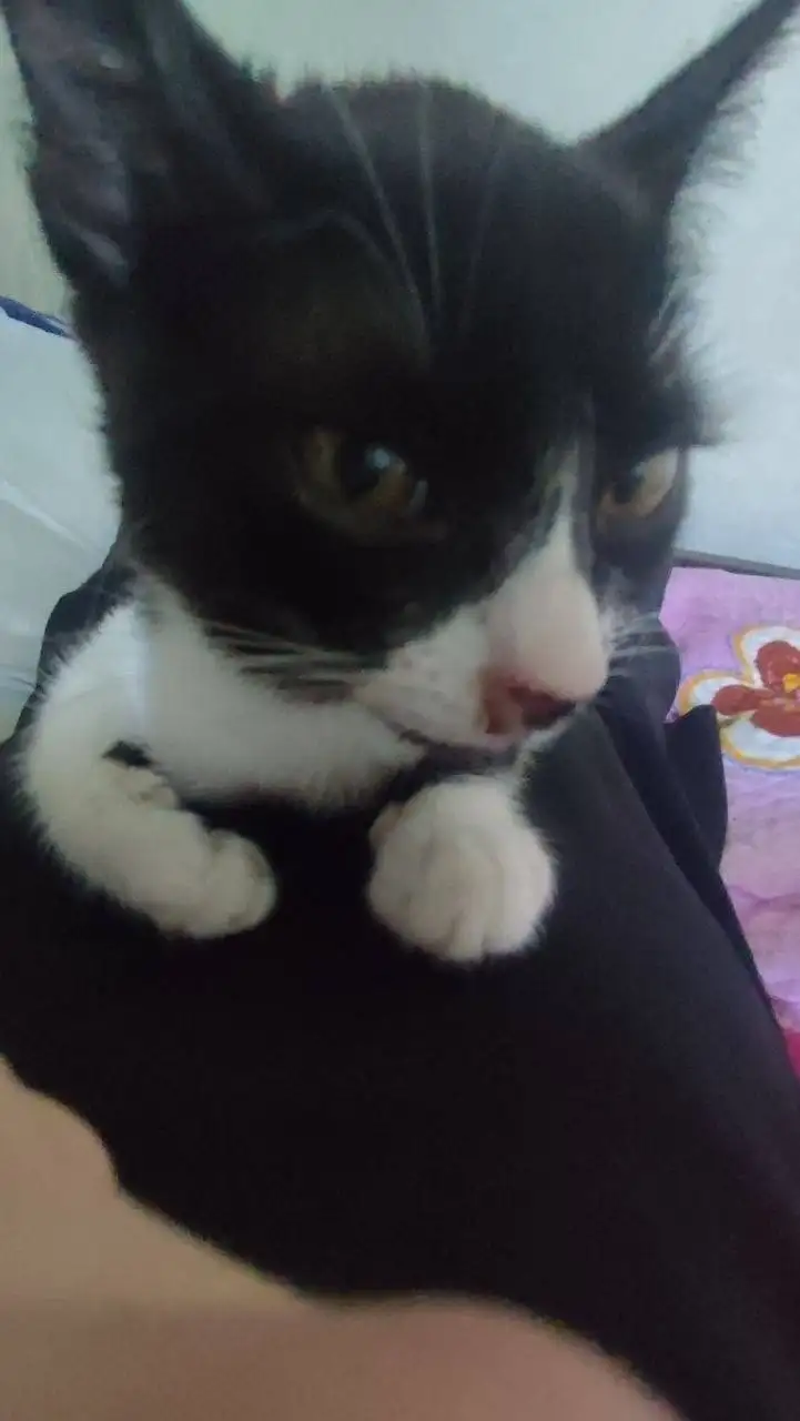 Пропала кошка Милка в Саратове - Кошки (Животные) в Саратов