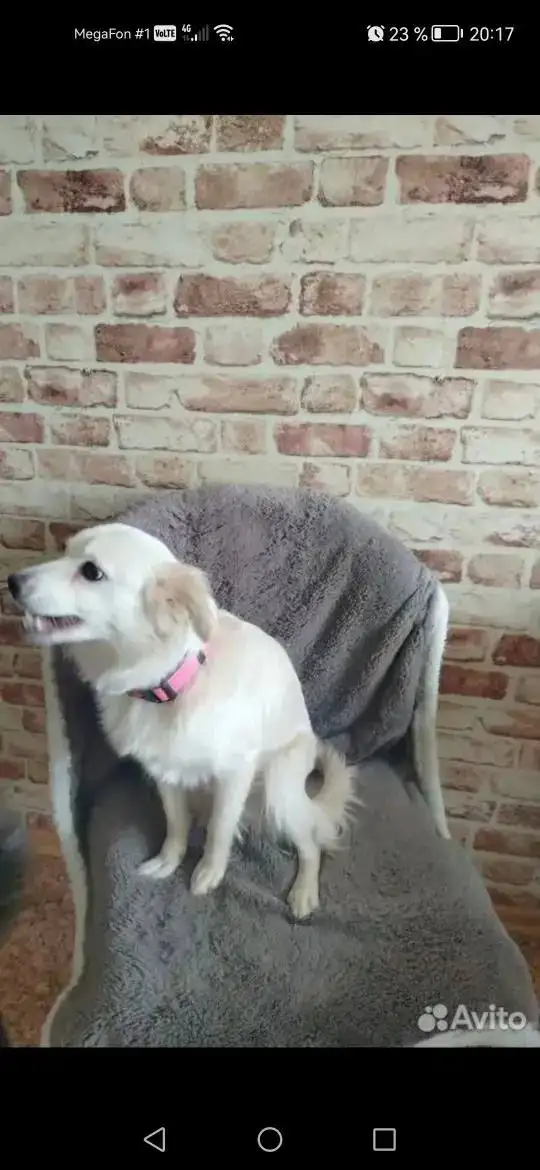 Собачка Белка найдена в Энгельсе - Собаки (Животные) в Энгельс