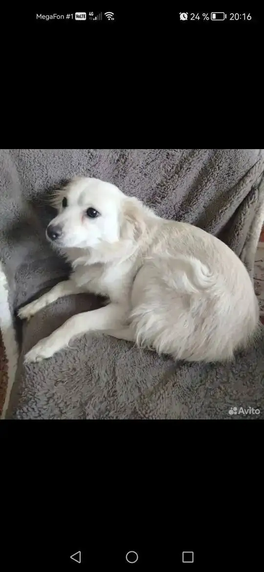 Собачка Белка найдена в Энгельсе - Собаки (Животные) в Энгельс