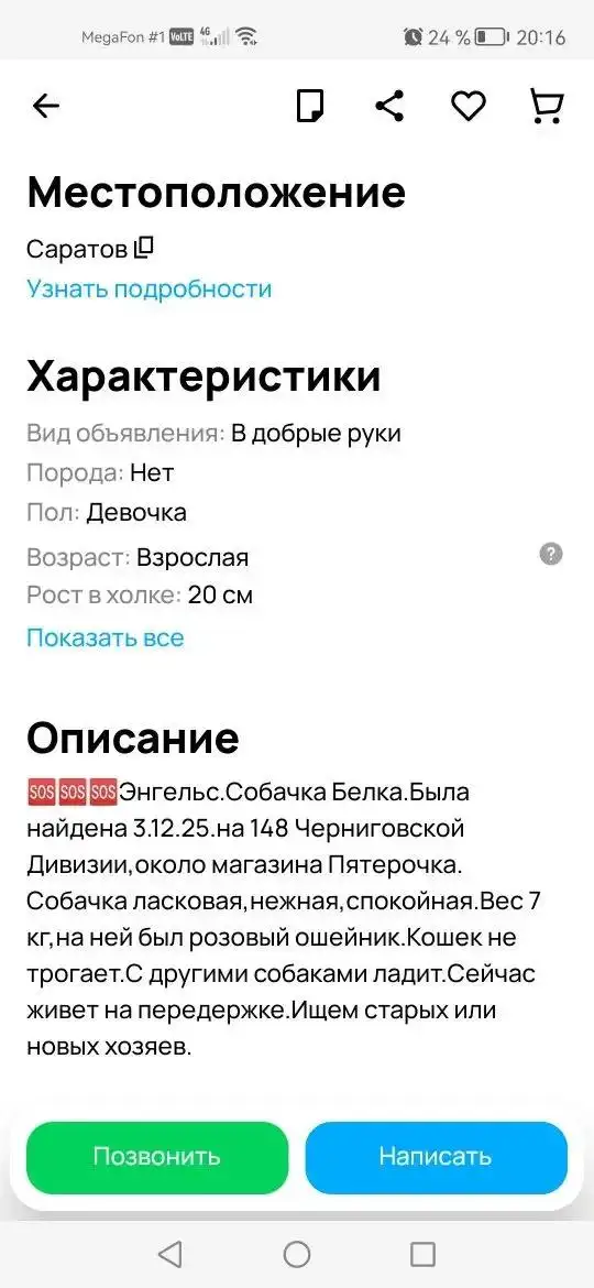 Собачка Белка найдена в Энгельсе - Собаки (Животные) в Энгельс