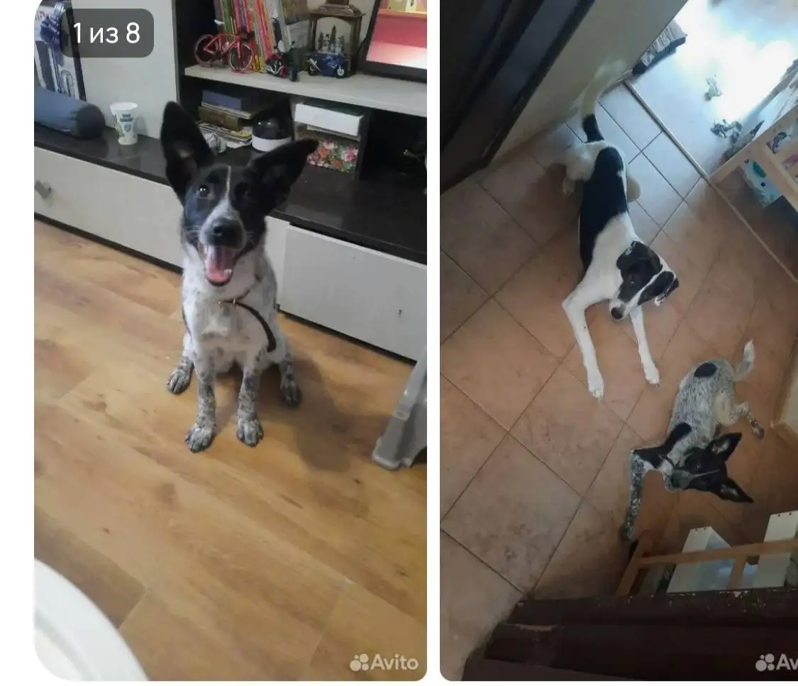 Потерянная собака в Саратове - Собаки (Животные) в Саратов