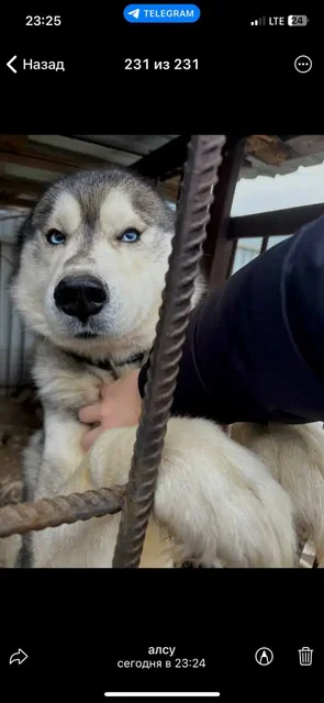 Поиск владельца собаки хаски в Саратове - Собаки в Саратов