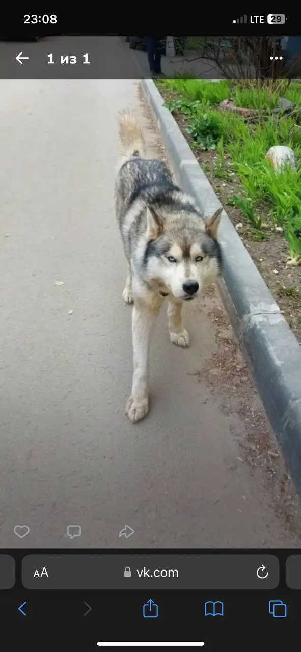 Поиск владельца собаки хаски в Саратове - Собаки (Животные) в Саратов