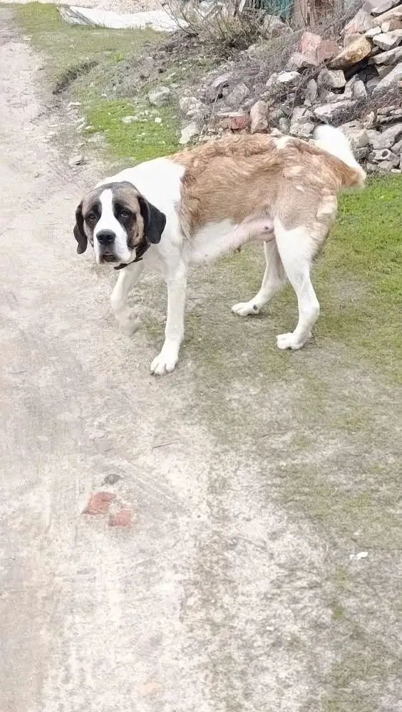 Собаке нужна помощь в Саратове - Собаки (Животные) в Саратов