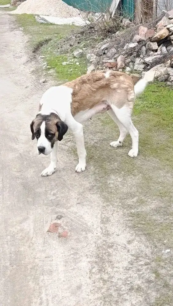 Собаке нужна помощь в Саратове - Собаки (Животные) в Саратов