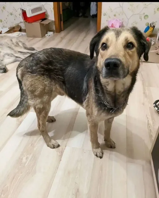 Найденный пес ищет хозяев - Собаки в Саратов