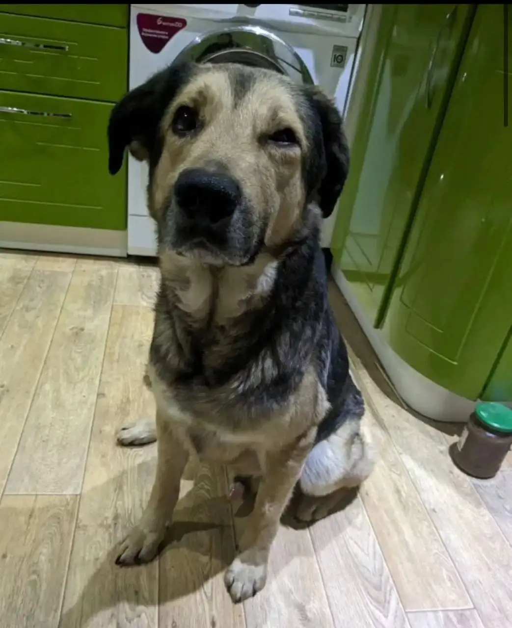 Найденный пес ищет хозяев - Собаки (Животные) в Саратов