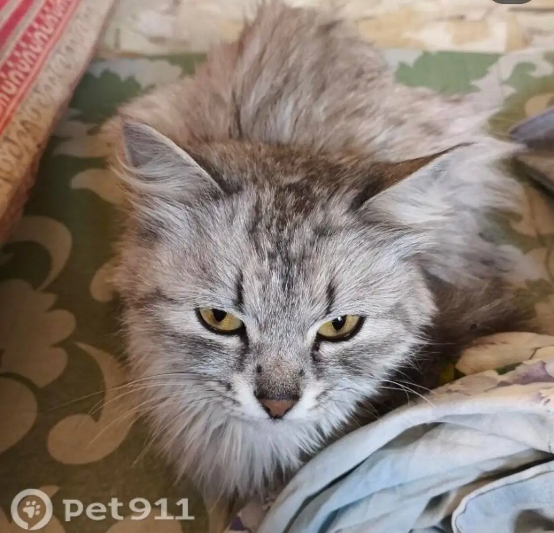 Найдена кошка в Саратове - Кошки (Животные) в Саратов