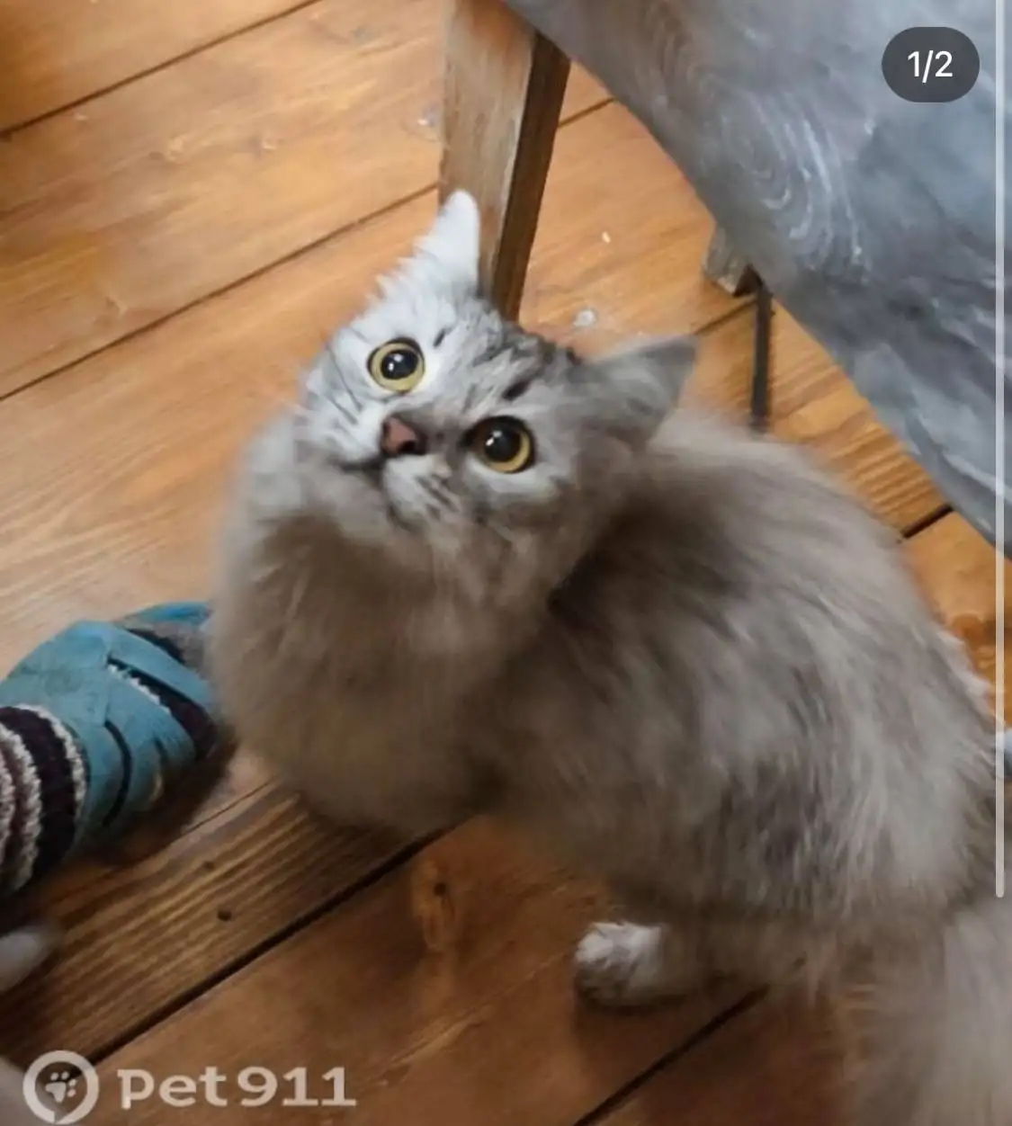 Найдена кошка в Саратове - Кошки (Животные) в Саратов