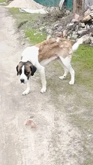 Собака нуждается в помощи в Саратове - Собаки в Саратов