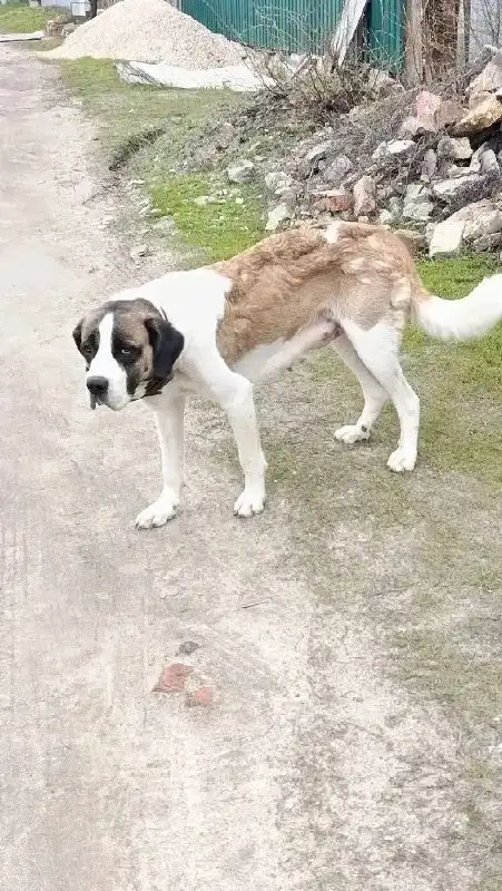 Собака нуждается в помощи в Саратове - Собаки (Животные) в Саратов
