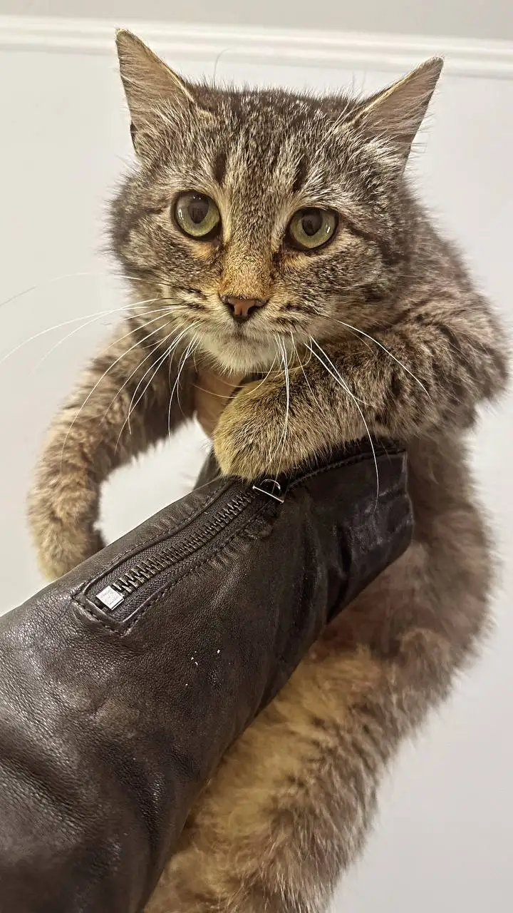 Шеба ищет семью - Кошки (Животные) в Калининск