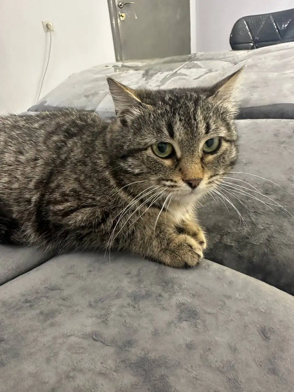 Шеба ищет семью - Кошки (Животные) в Калининск