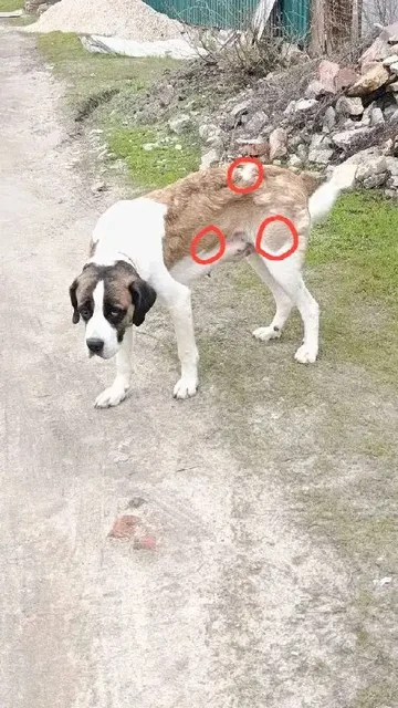 Потерянная собака в Саратове - Собаки в Саратов