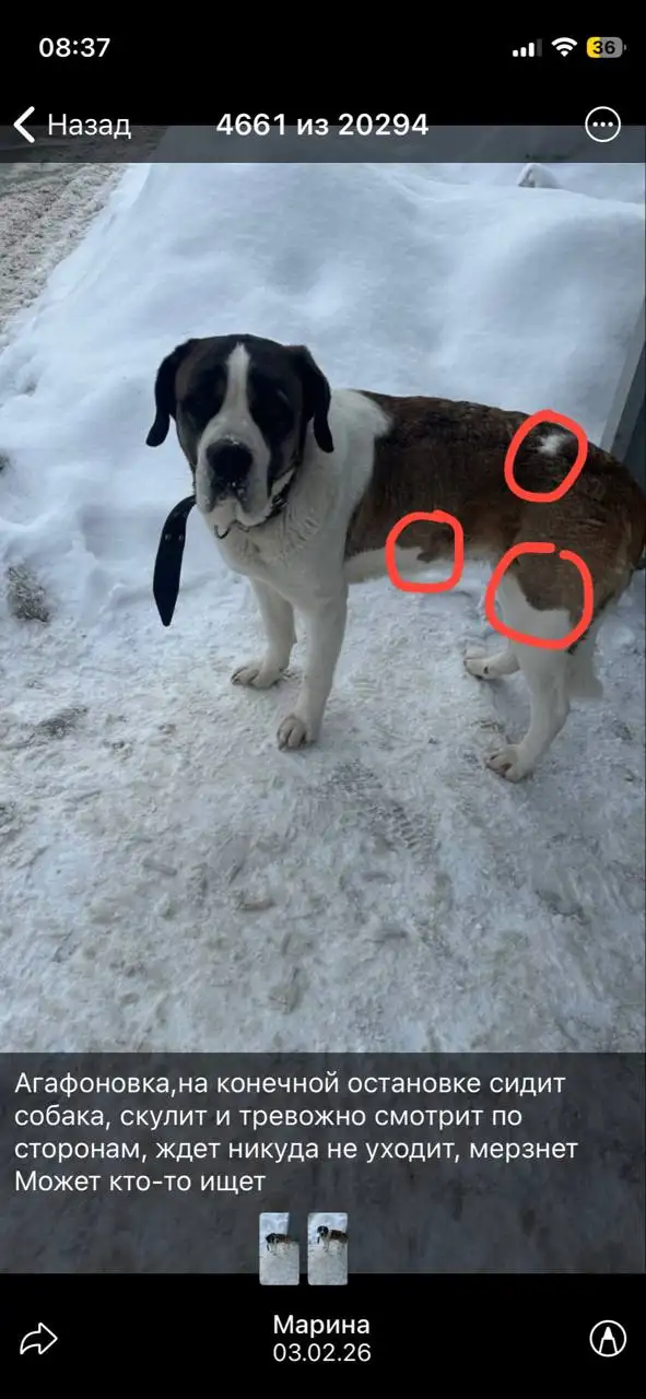 Потерянная собака в Саратове - Собаки (Животные) в Саратов