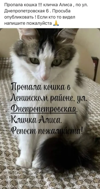 Пропала кошка в Лесном - Потерянные животные в Саратов