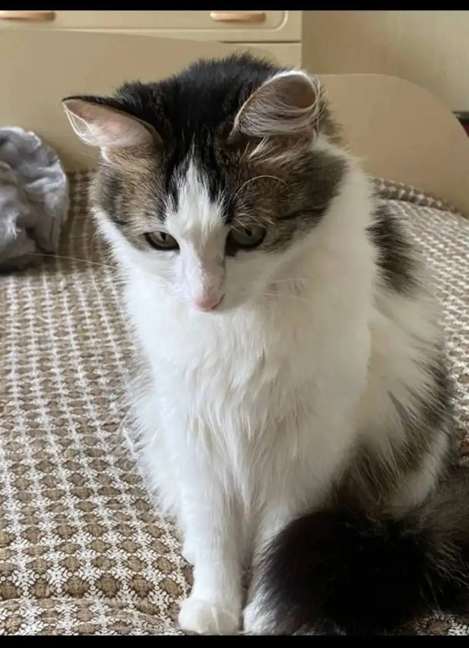 Пропала кошка в Лесном - Потерянные животные (Животные) в Саратов