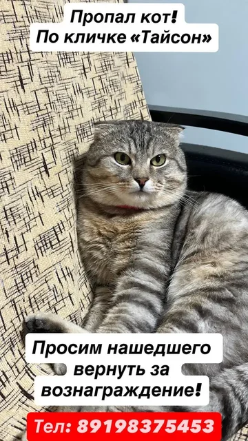 Пропал кот Тайсон в районе старого аэропорта - Кошки в Саратов