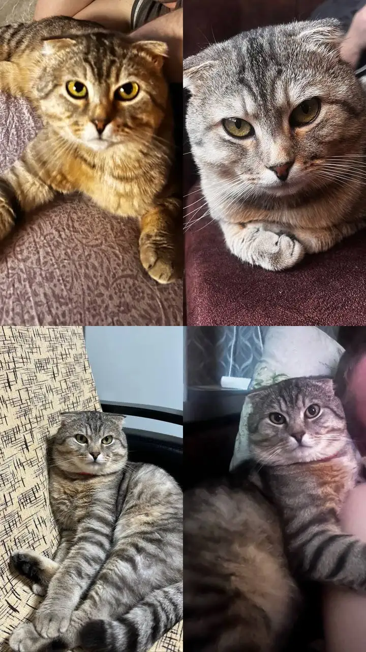 Пропал кот Тайсон в районе старого аэропорта - Кошки (Животные) в Саратов