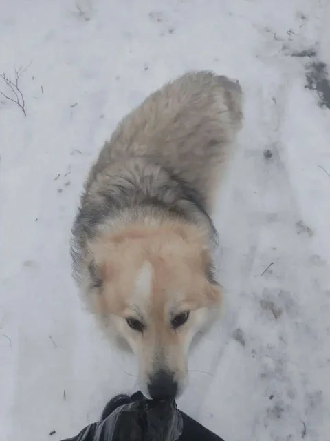 Пропал пёсель Шуба в Саратове - Собаки в Саратов