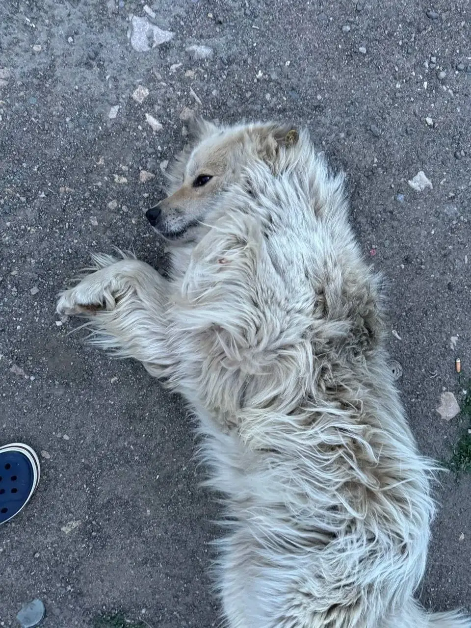 Пропал пёсель Шуба в Саратове - Собаки (Животные) в Саратов