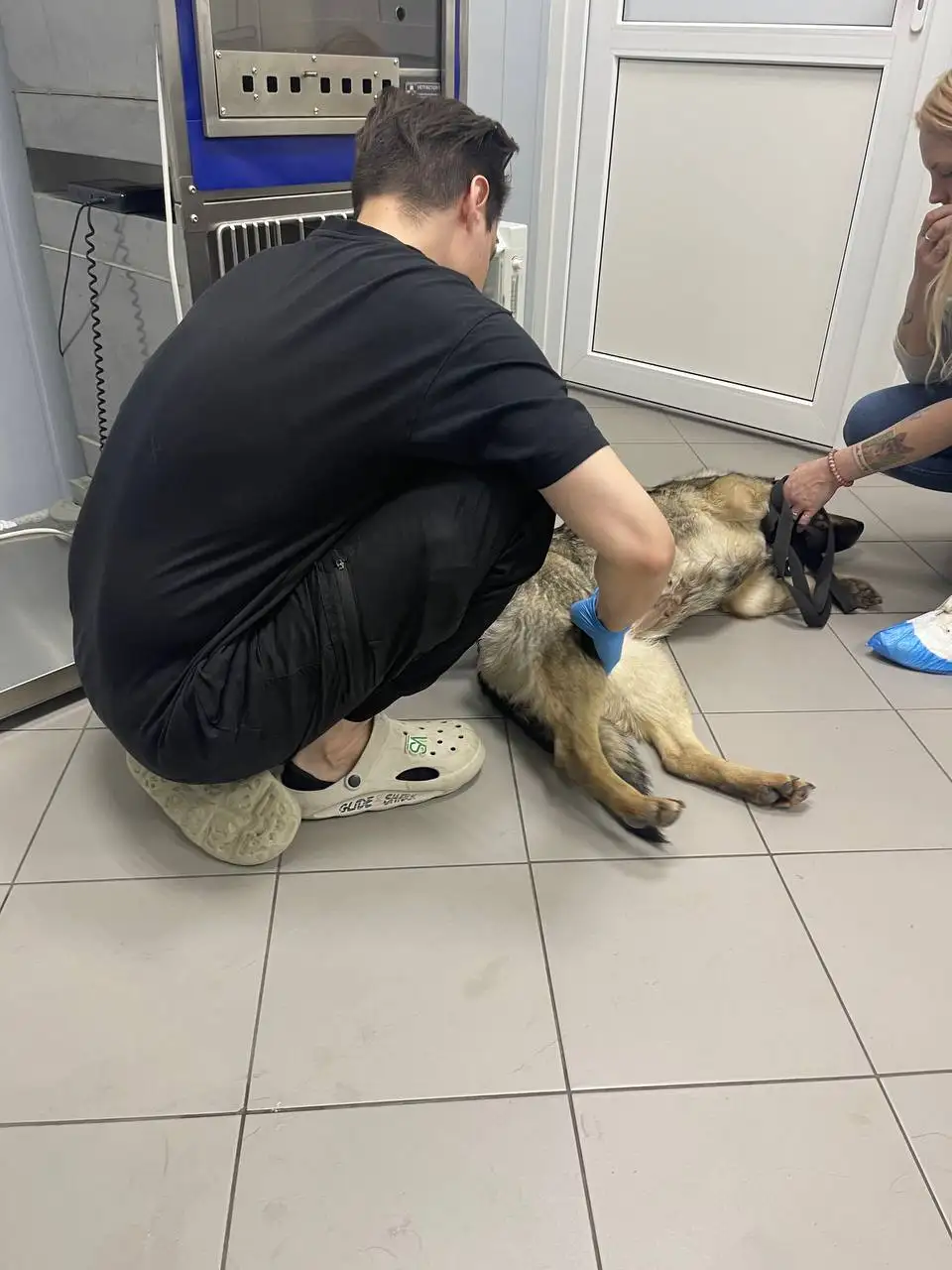 Финансовый отчет по лечению собаки Сказки - Животные в Саратов