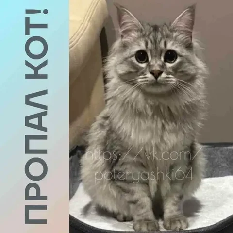 Потерялся кот Стёпа в Саратове - Кошки в Саратов