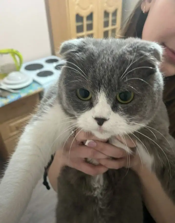 Вислоухий кот нуждается в передержке или доме - Кошки (Животные) в Саратов