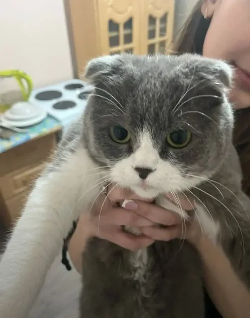 Вислоухий кот нуждается в передержке или доме - Кошки в Саратов