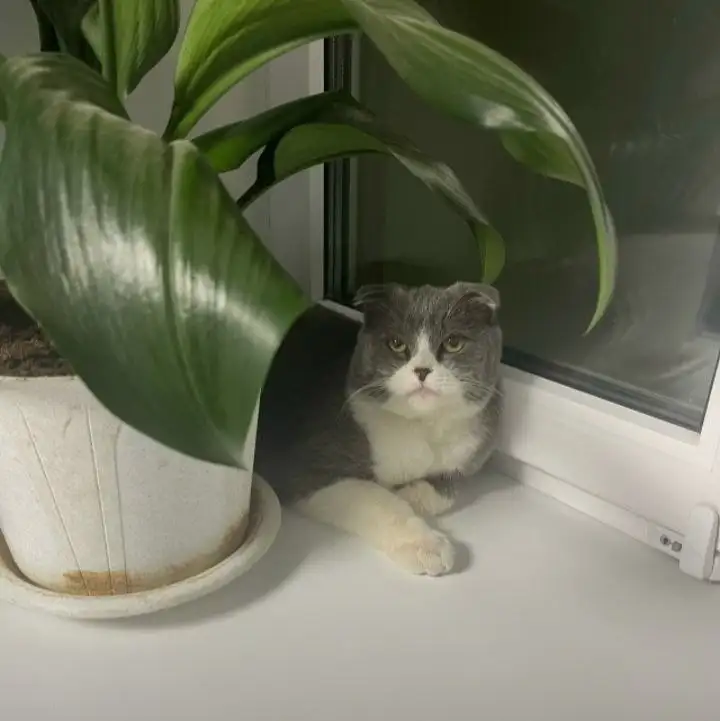 Вислоухий кот нуждается в передержке или доме - Кошки (Животные) в Саратов