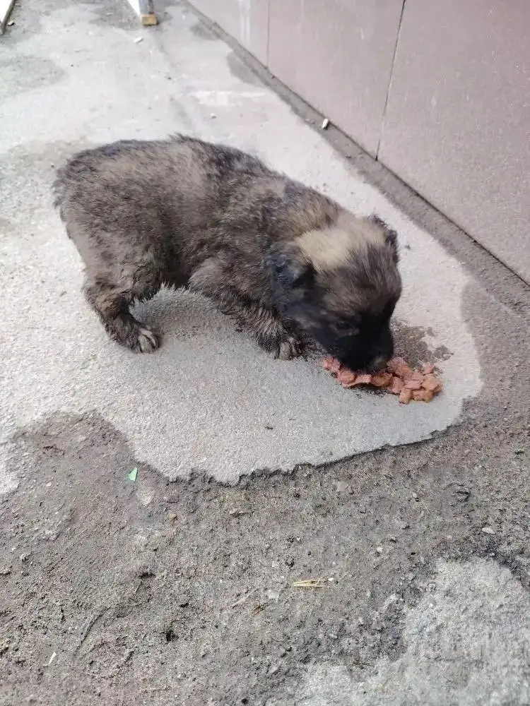 Найден щенок в Саратове - Собаки (Животные) в Саратов