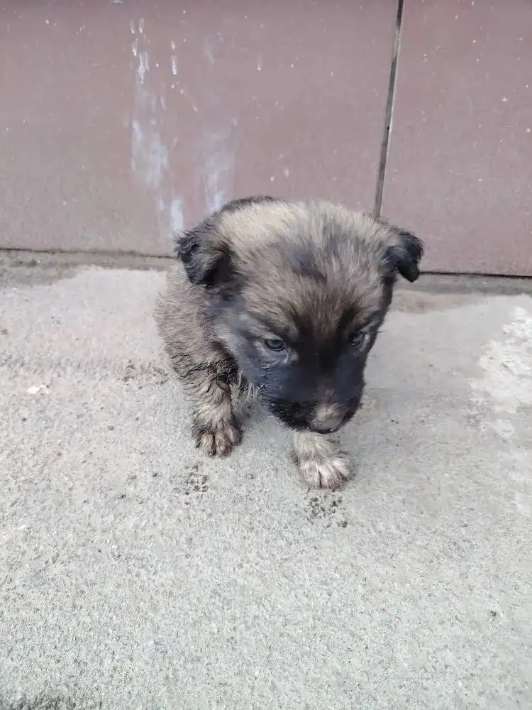 Найден щенок в Саратове - Собаки (Животные) в Саратов